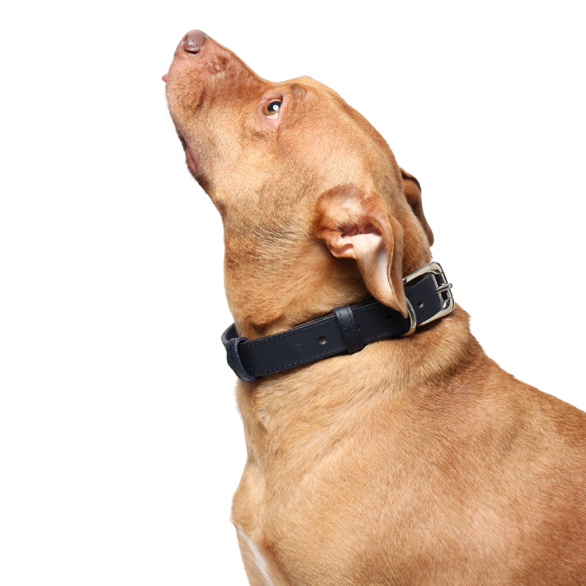 Premium leather dog shop collar